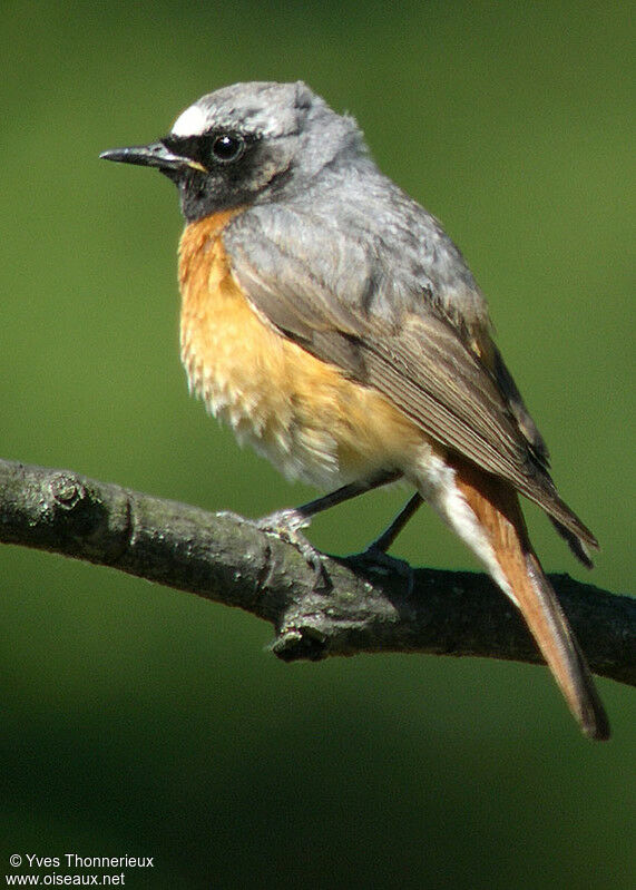 Common Redstart