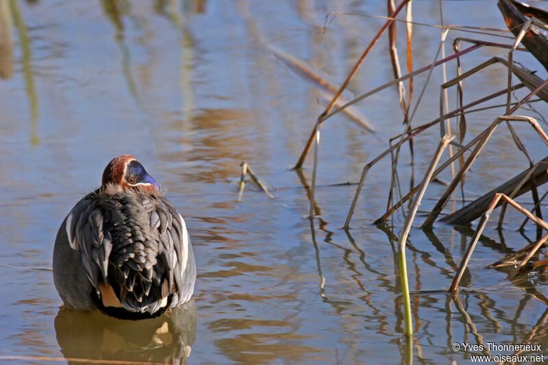 Eurasian Teal