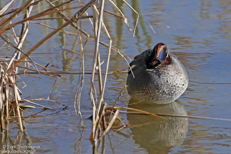 Eurasian Teal