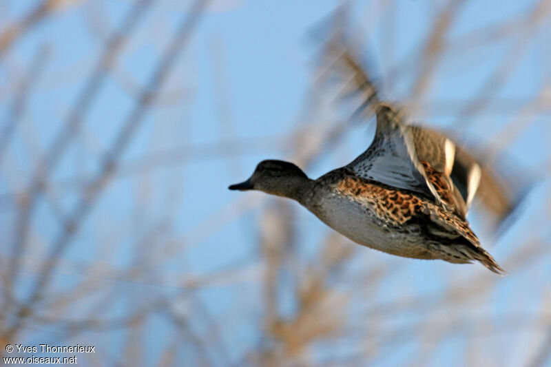 Eurasian Teal