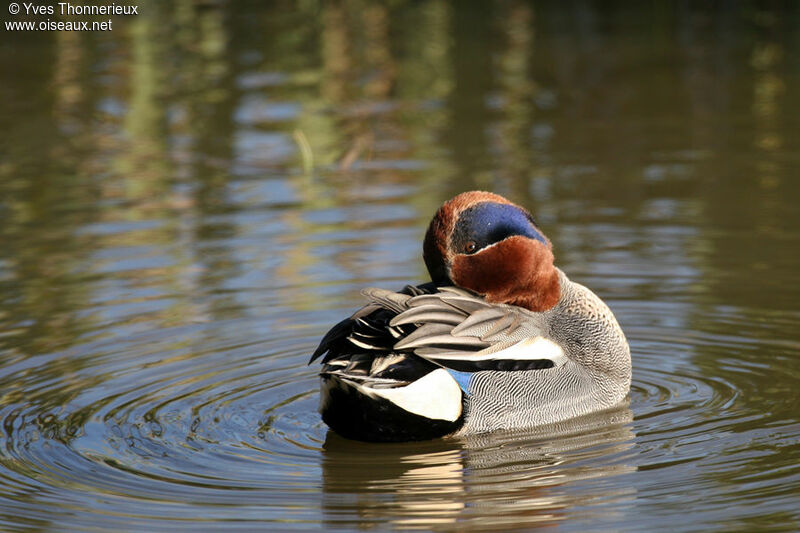 Eurasian Teal