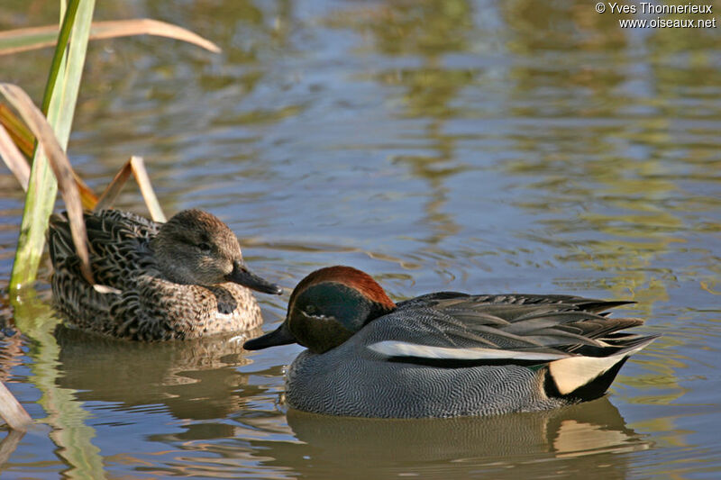 Eurasian Teal