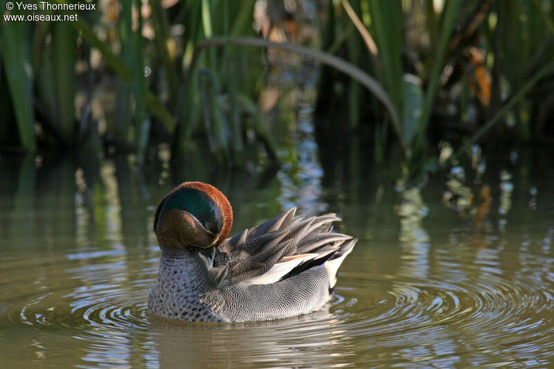 Eurasian Teal