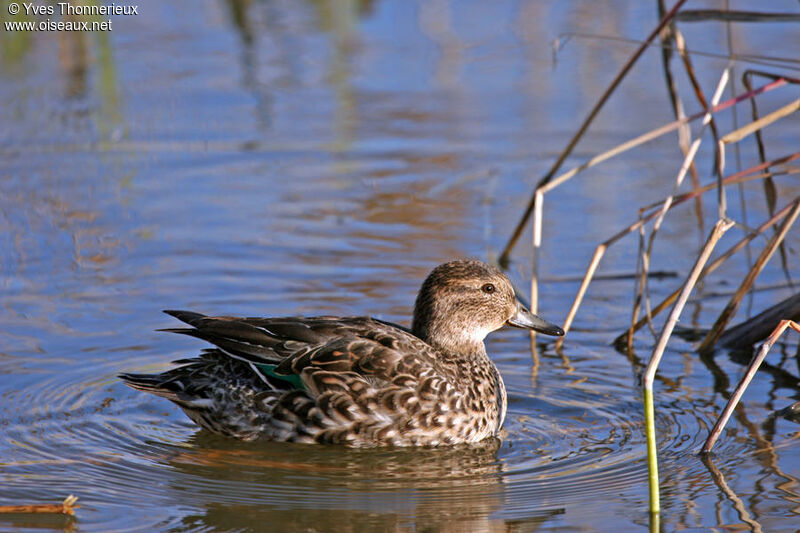 Eurasian Teal