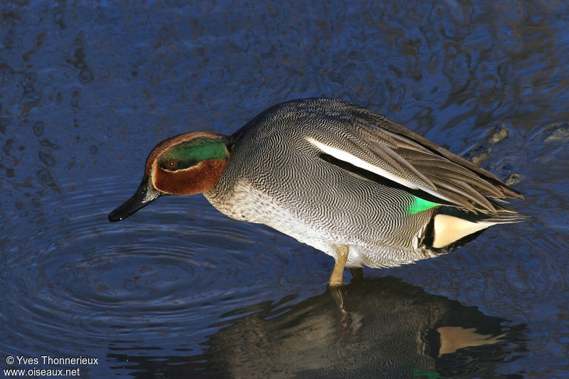 Eurasian Teal