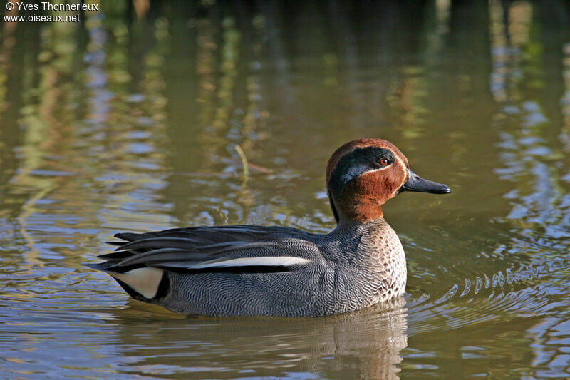 Eurasian Teal