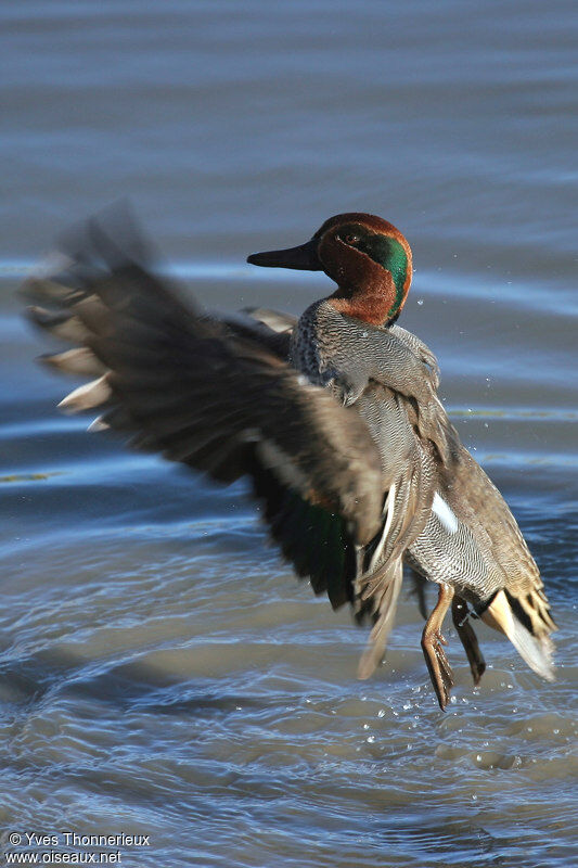 Eurasian Teal