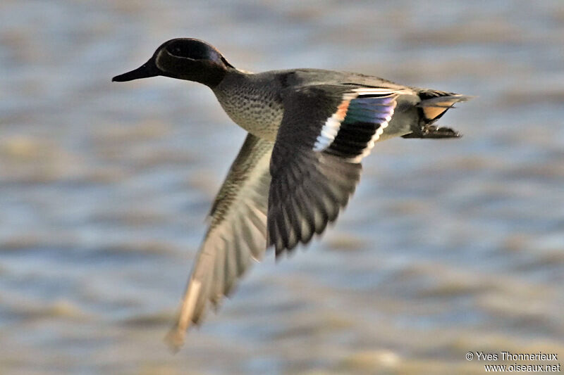 Eurasian Teal