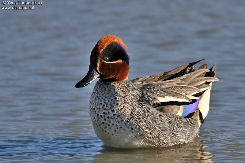 Eurasian Teal