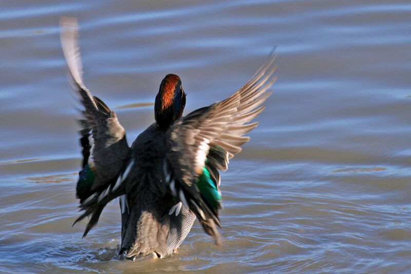 Eurasian Teal