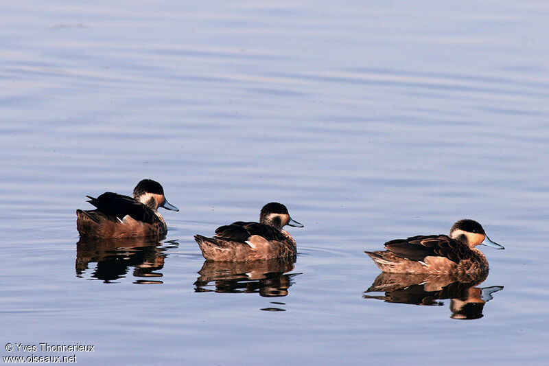 Blue-billed Teal