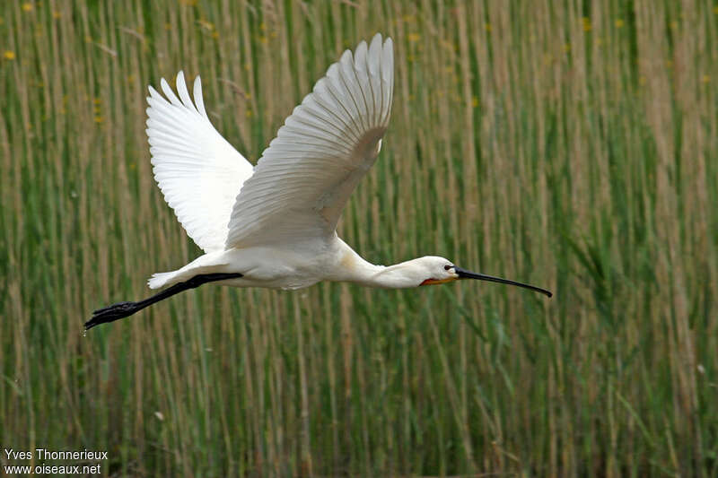 Eurasian Spoonbilladult breeding, Flight