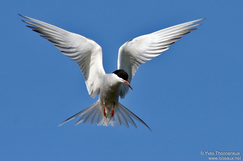 Common Tern