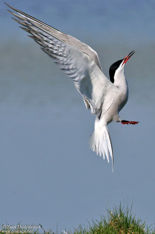 Common Tern