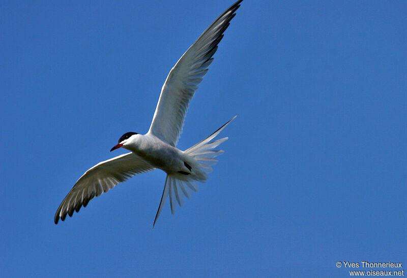 Common Tern