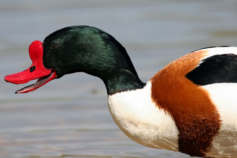 Common Shelduck