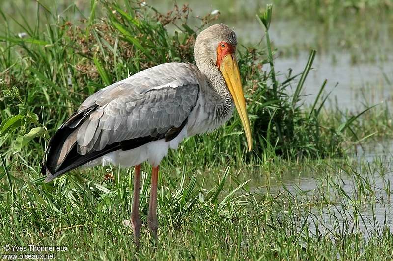 Yellow-billed Stork