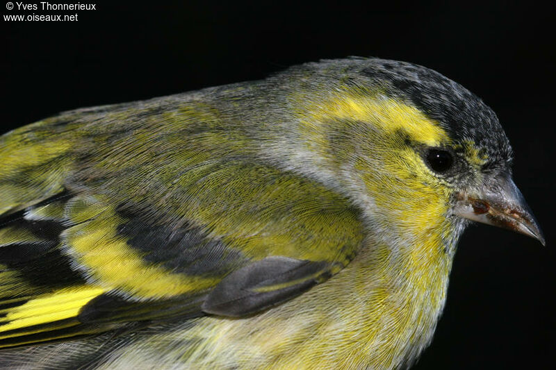 Eurasian Siskin