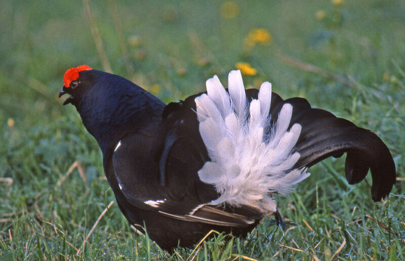 Black Grouse