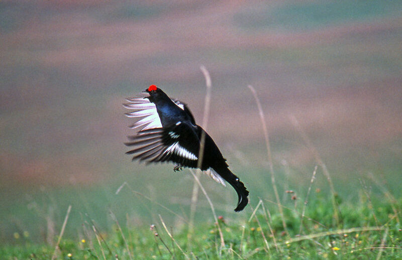 Black Grouse