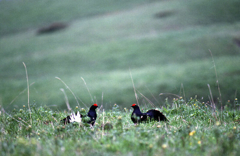 Black Grouse