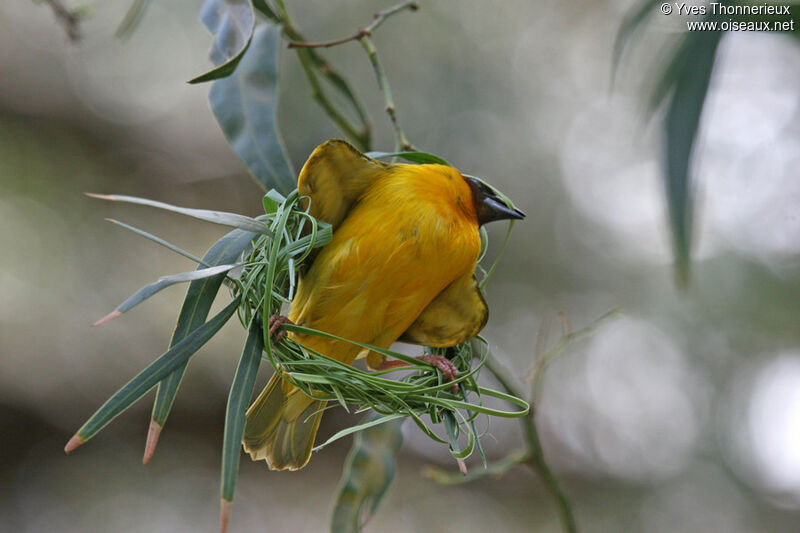 Vitelline Masked Weaver male adult