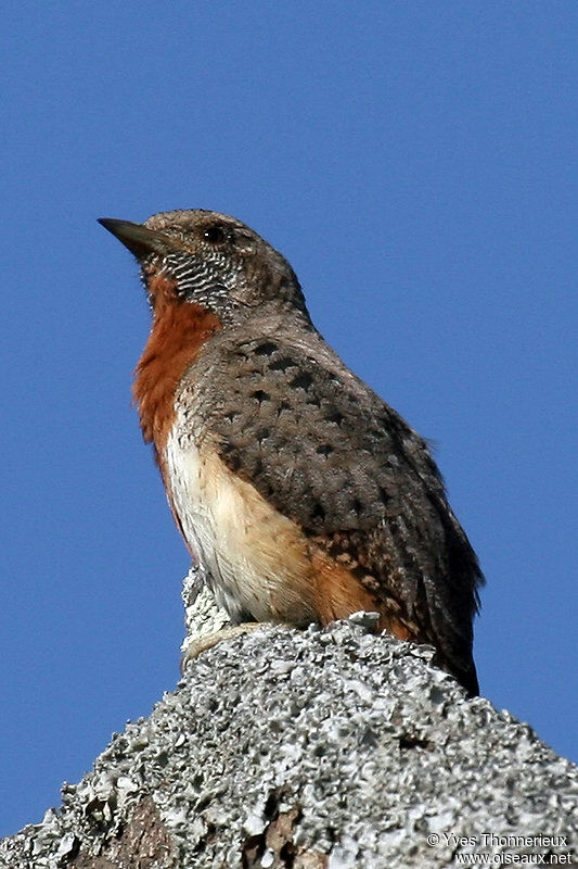 Red-throated Wryneck