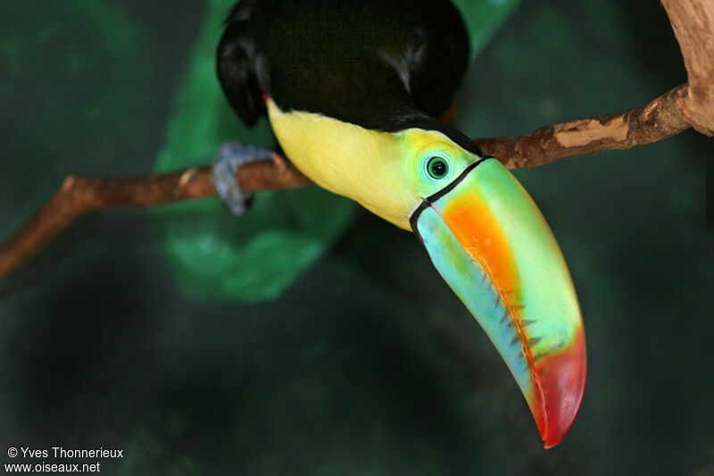 Toucan à carène