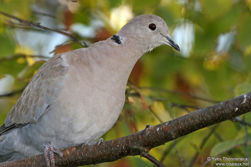 Eurasian Collared Dove