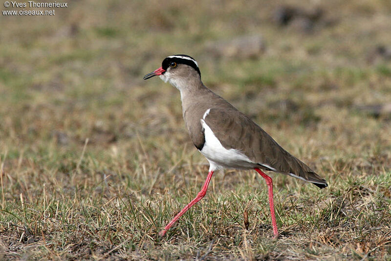 Crowned Lapwing