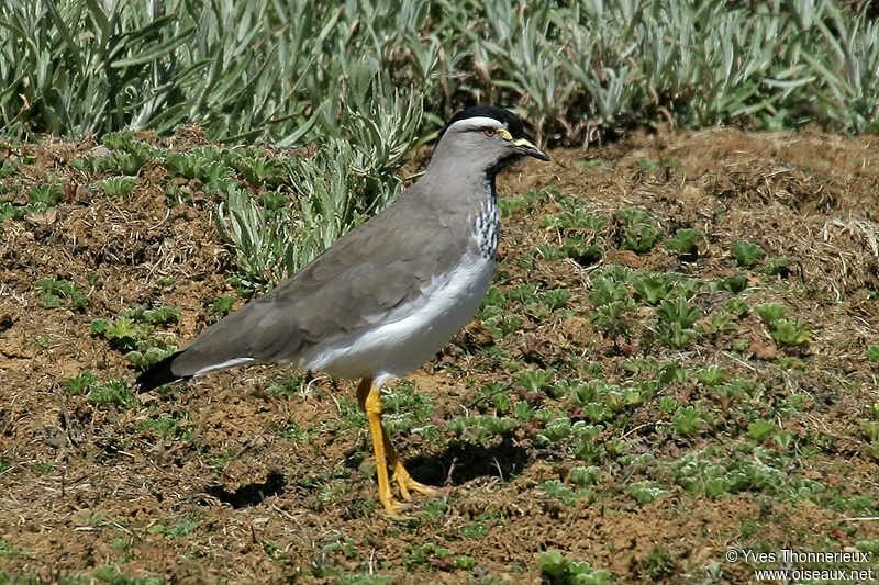 Spot-breasted Lapwing