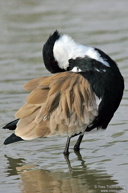 Spur-winged Lapwing