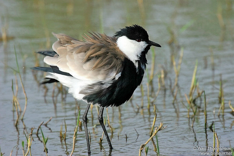 Spur-winged Lapwing