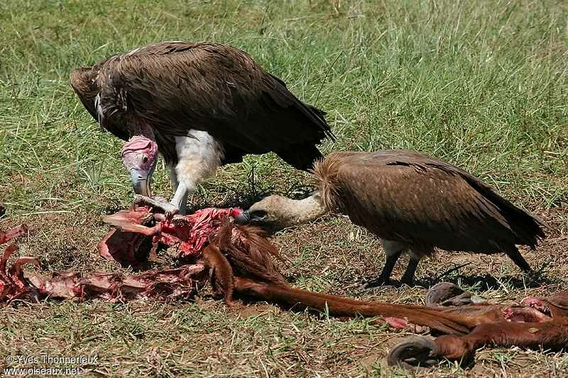 White-backed Vulture