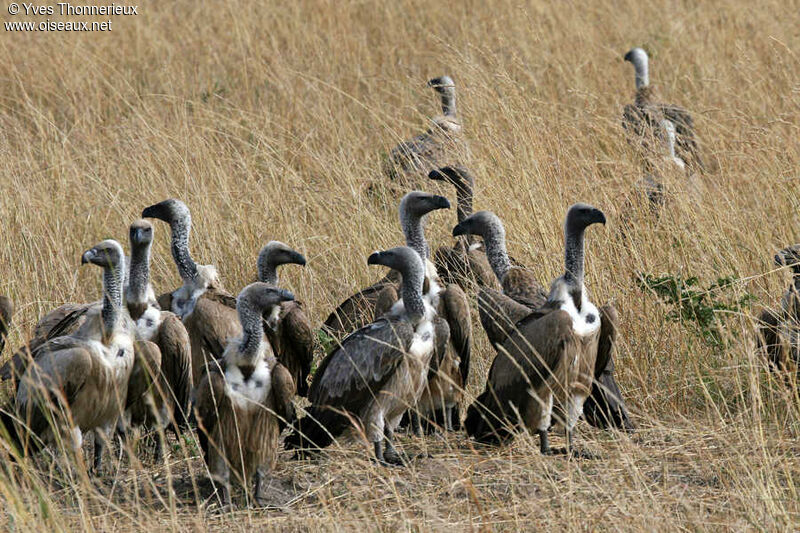 White-backed Vulture