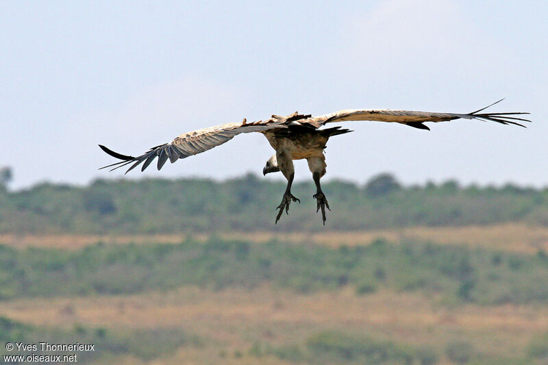 Vautour africain