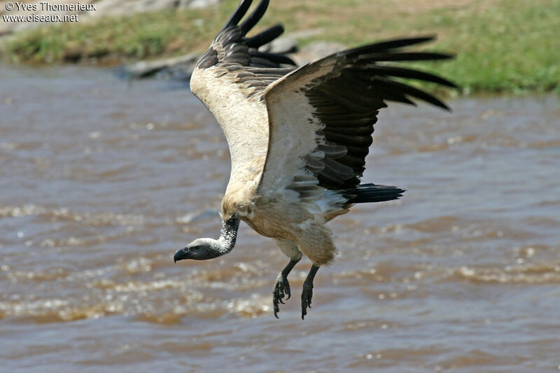 White-backed Vulture