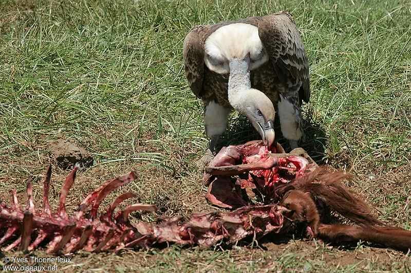 Rüppell's Vulture