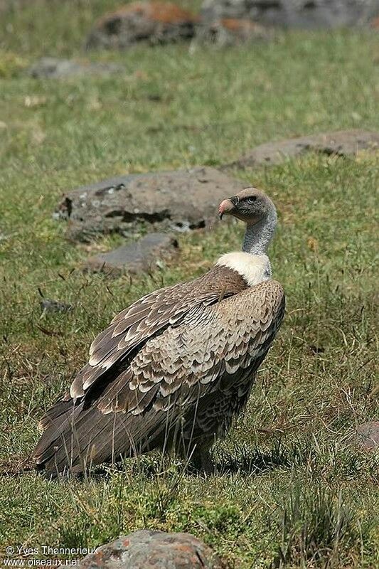 Rüppell's Vulture