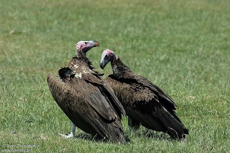 Lappet-faced Vulture