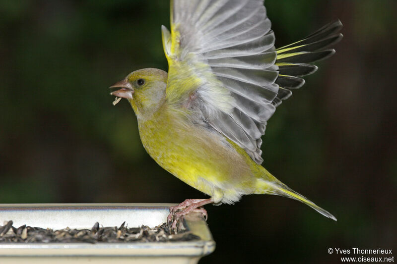 European Greenfinch