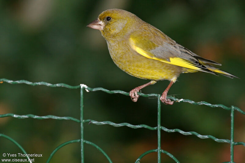 European Greenfinch