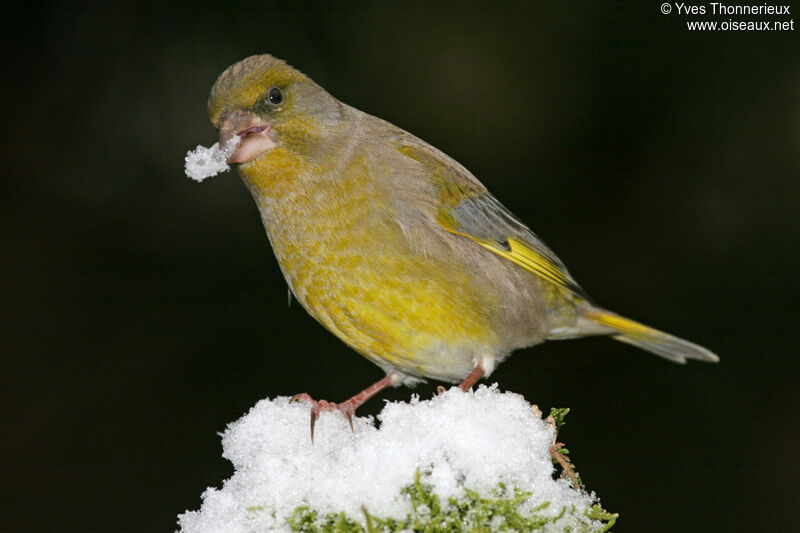 European Greenfinch