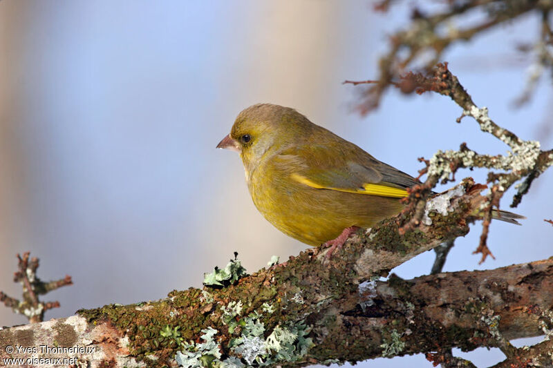 European Greenfinch