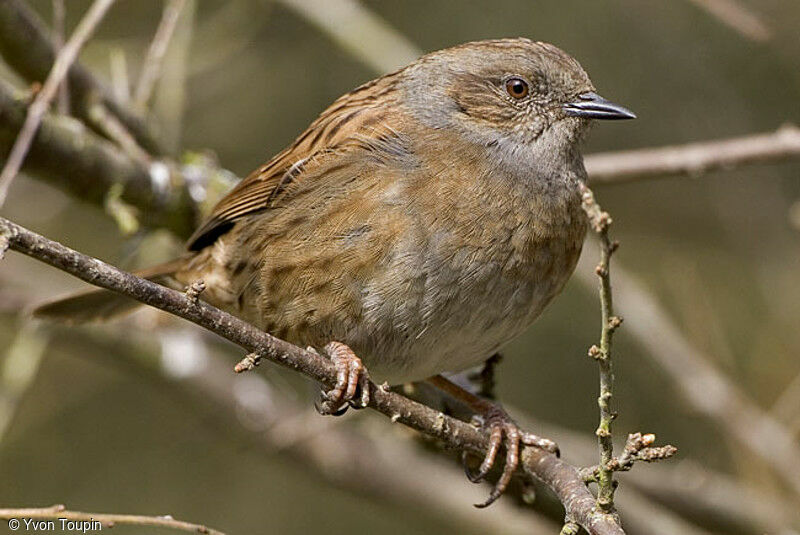 Dunnock, identification