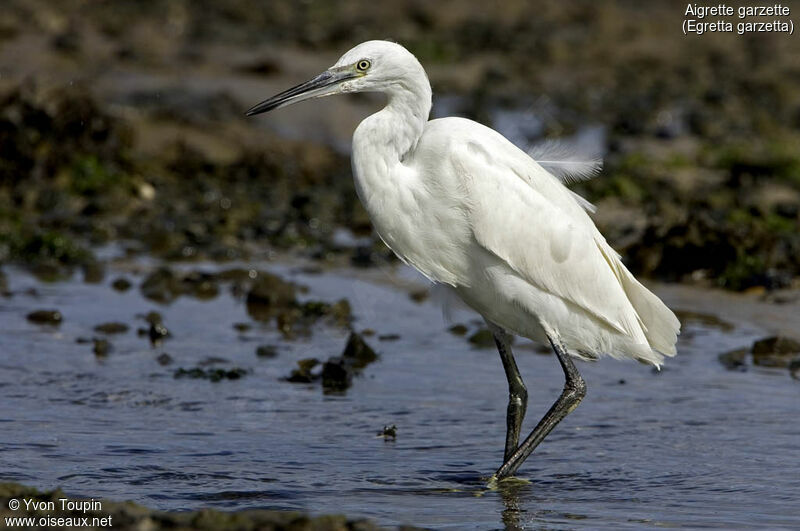 Little Egret