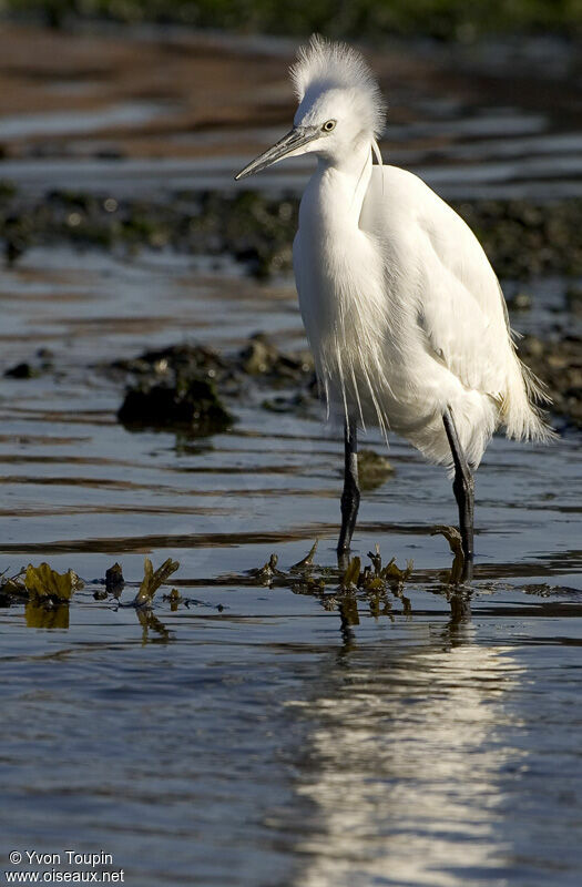 Little Egret