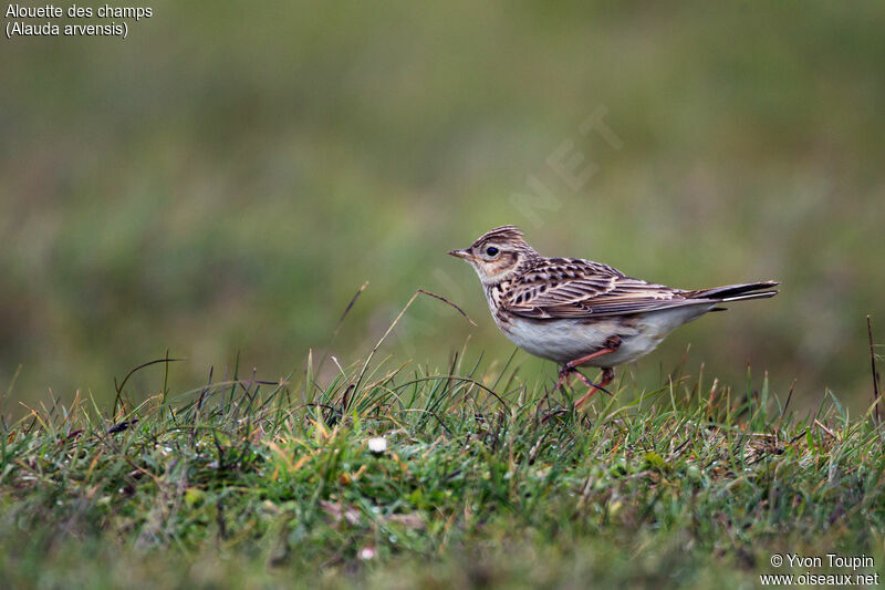 Eurasian Skylark