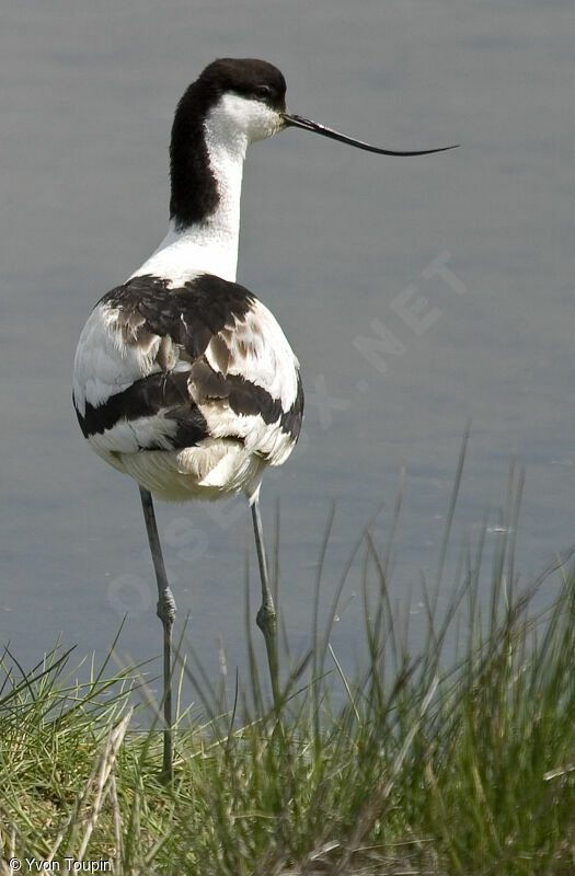 Pied Avocet, identification