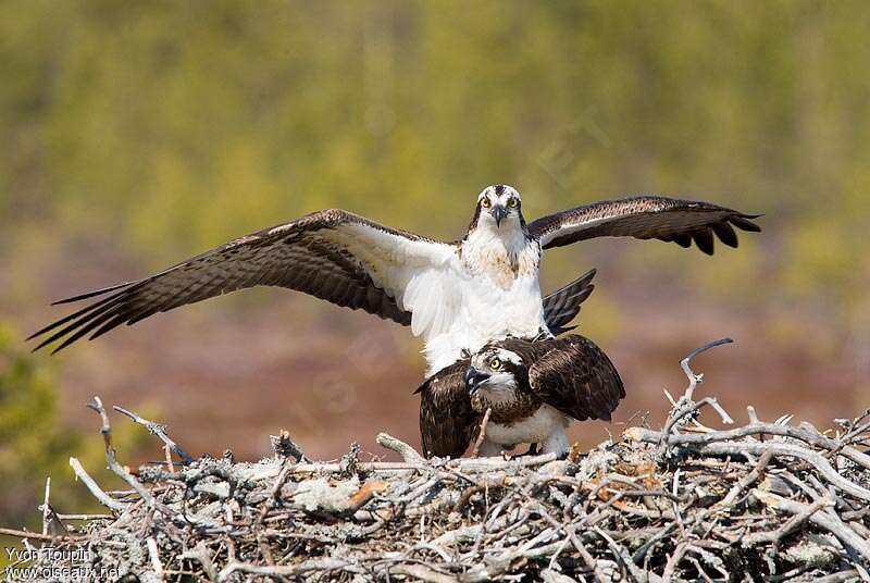 Ospreyadult, mating., Behaviour